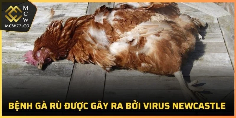 Bệnh gà rù được gây ra bởi virus Newcastle