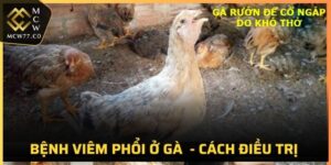 Bệnh Viêm Phổi Ở Gà