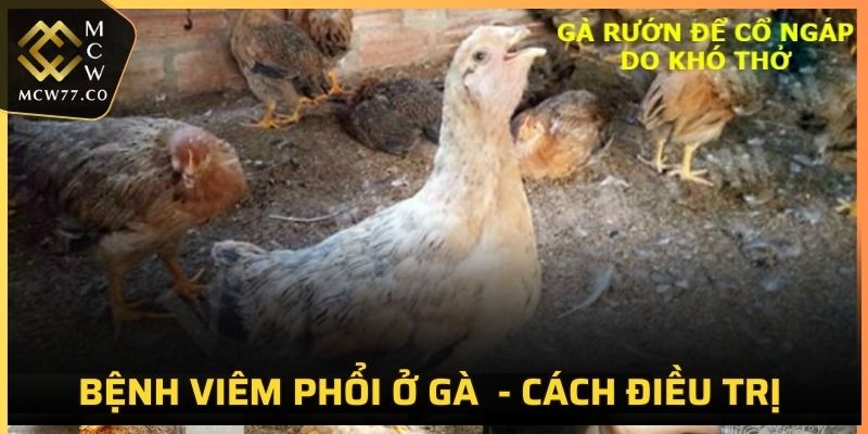 Bệnh Viêm Phổi Ở Gà