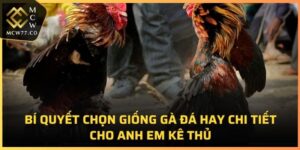 Bí Quyết Chọn Giống Gà Đá Hay