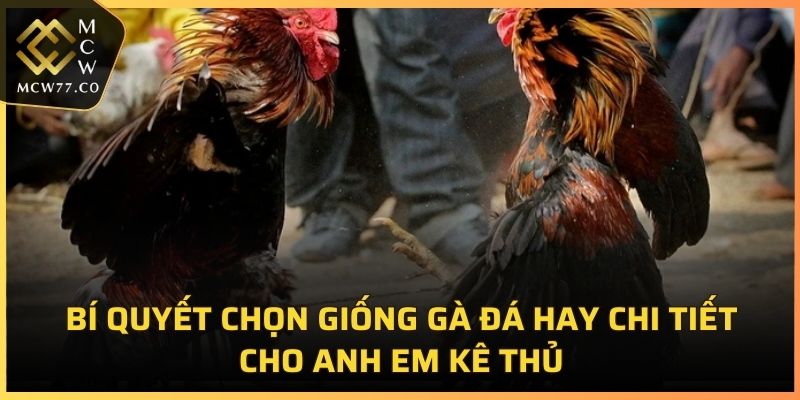 Bí Quyết Chọn Giống Gà Đá Hay