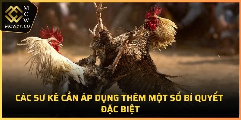Các sư kê cần áp dụng một số bí quyết đặc biệt trong cách luyện gà chọi dẻo dai