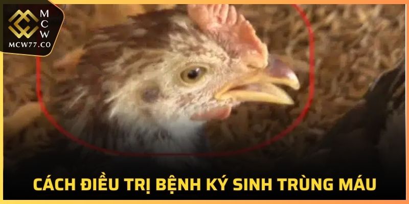 Cách điều trị bệnh ký sinh trùng máu