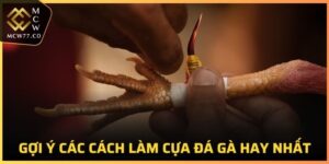 Cách Làm Cựa Gà Đá