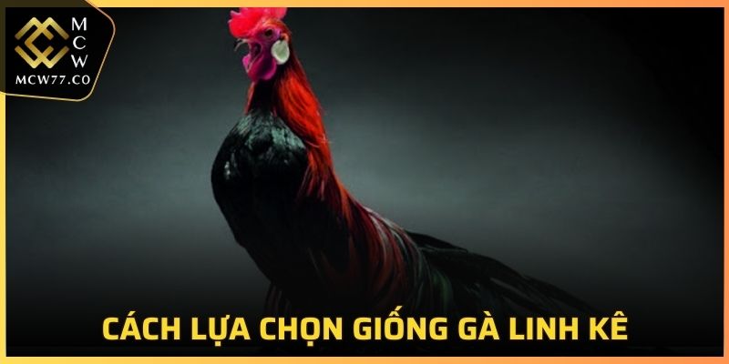 Cách lựa chọn giống gà linh kê