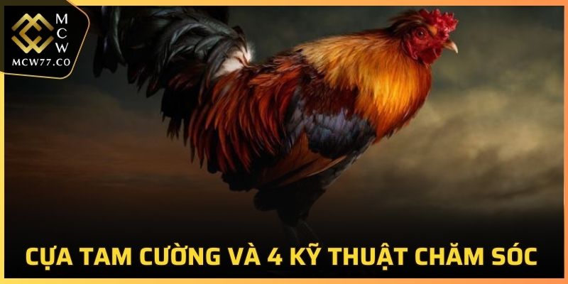 Cựa Tam Cường