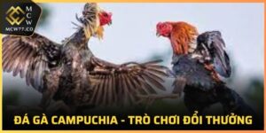 Đá Gà Campuchia