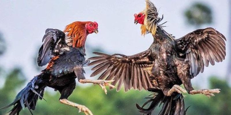 Đặc điểm nhận dạng