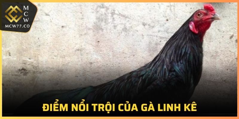 Điểm nổi trội của gà linh kê