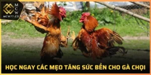 Mẹo Tăng Sức Bền Cho Gà Chọi