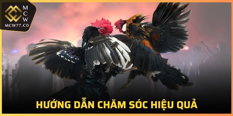 Hướng dẫn chăm sóc hiệu quả