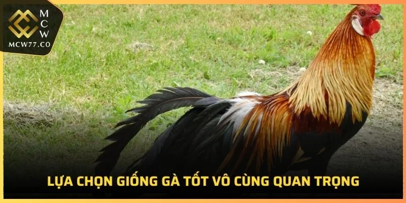 Lựa chọn giống gà tốt vô cùng quan trọng trong cách huấn luyện gà chọi