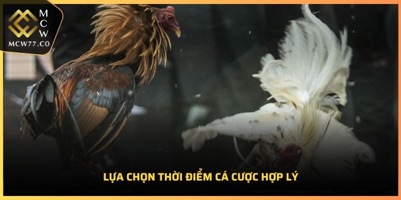 Lựa chọn thời điểm cá cược hợp lý