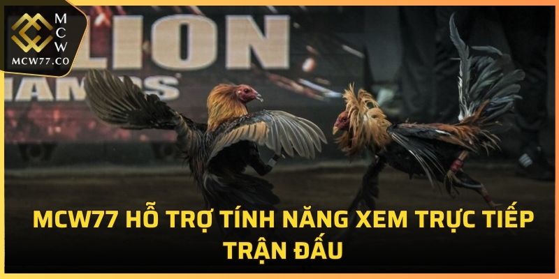 MCW77 hỗ trợ tính năng xem trực tiếp trận đấu