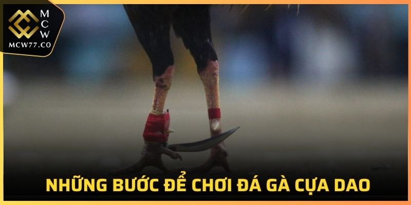 Những bước để chơi đá gà cựa dao