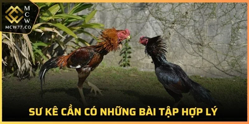 Các sư kê cần có những bài tập hợp lý