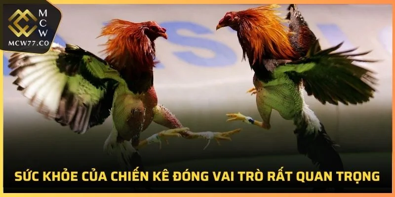 Sức khỏe của chiến kê đóng vai trò rất quan trọng