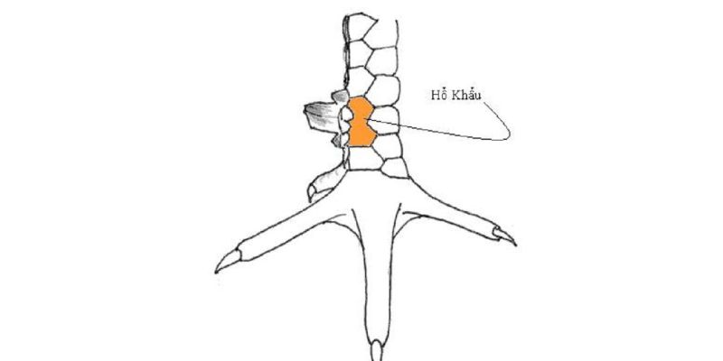 Thông tin về vảy hổ khẩu