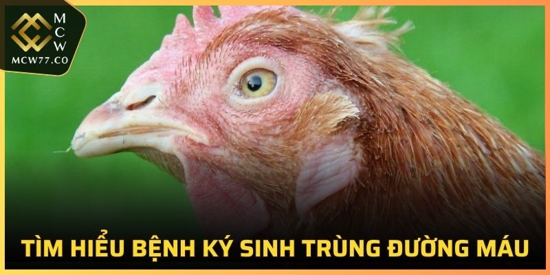 Tìm hiểu bệnh ký sinh trùng đường máu