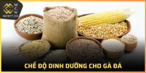 Chế Độ Dinh Dưỡng Cho Gà Đá