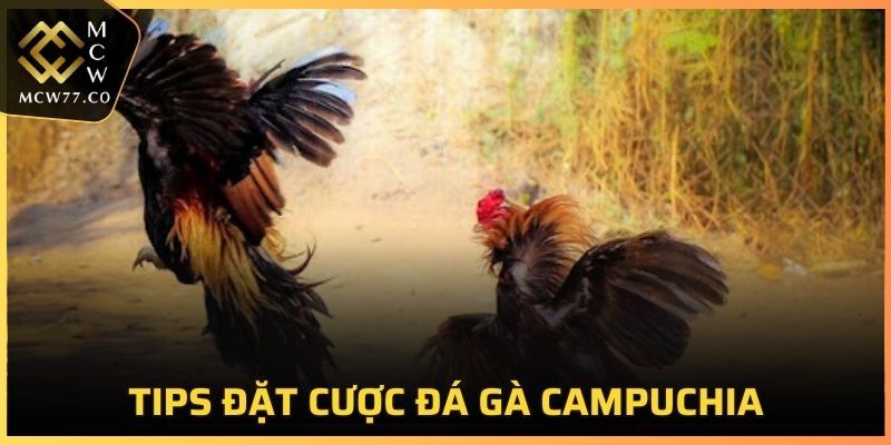 Tips cược chọi gà Campuchia hay nhất cho thành viên mới